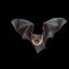 foto do perfil morcegonoturno